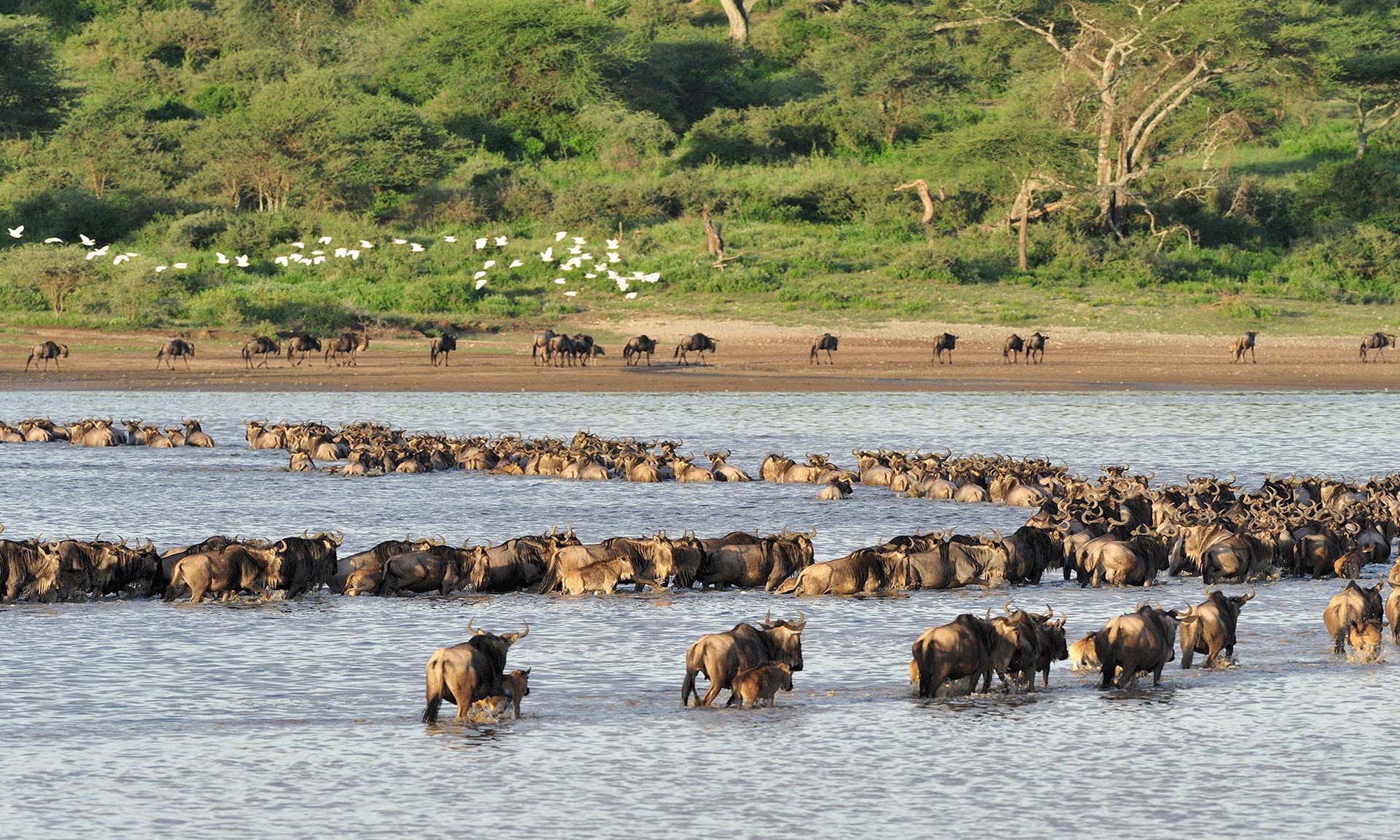 NDUTU NGORONGORO