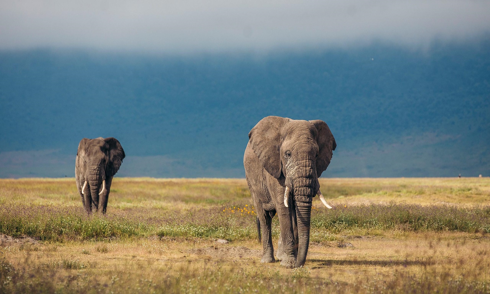 SERENGETI