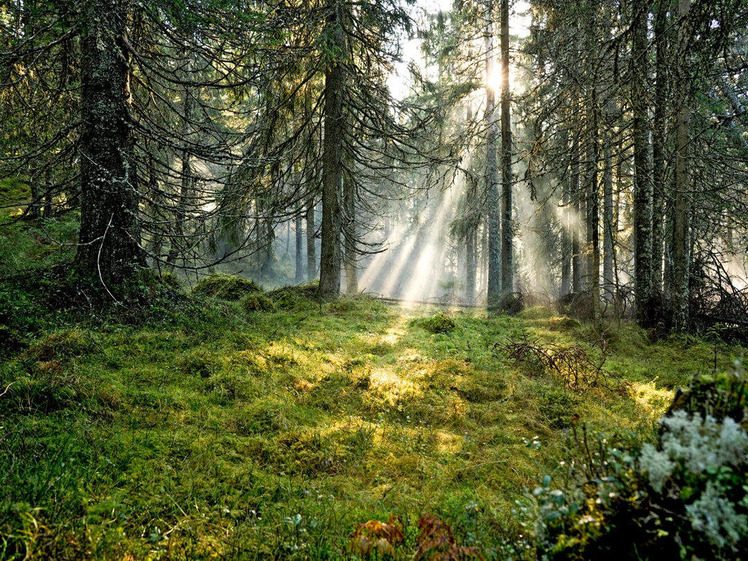 Are You a Nature Lover?