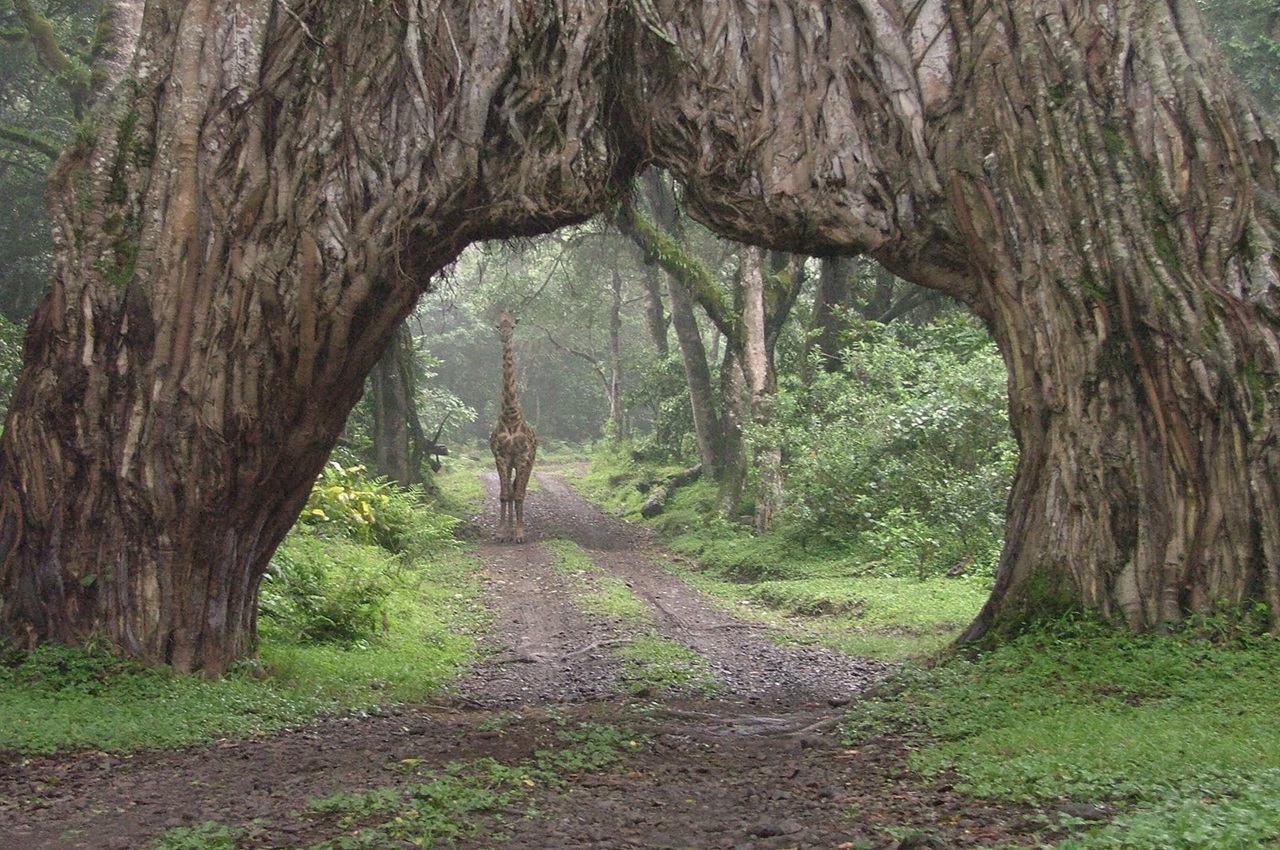 Arusha National Park – Full Day Safari Itinerary